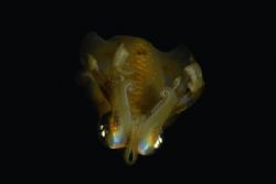 During a night dive in the Bunaken Marine Park i met this... by Nicolò Lamberti 
